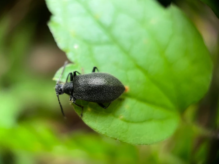 an beetle sitting on a leaf, possibly an insect