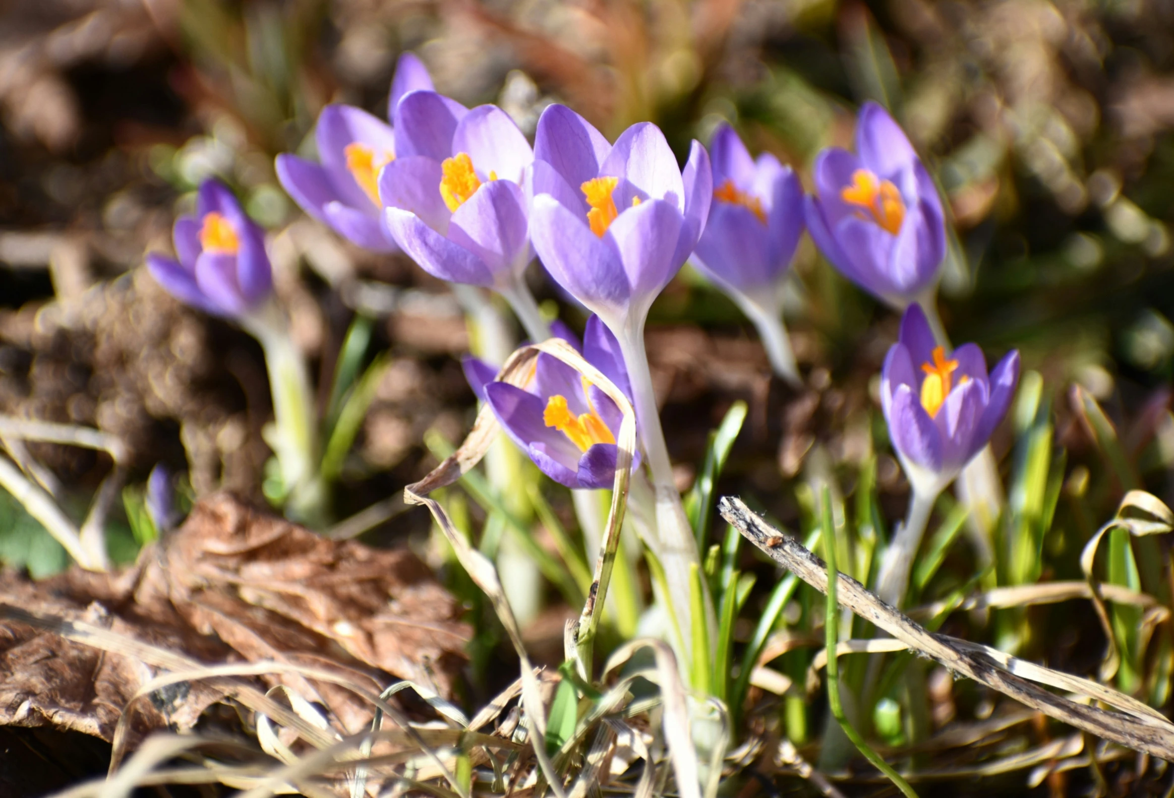 crocus are scattered on the ground with some green leaves