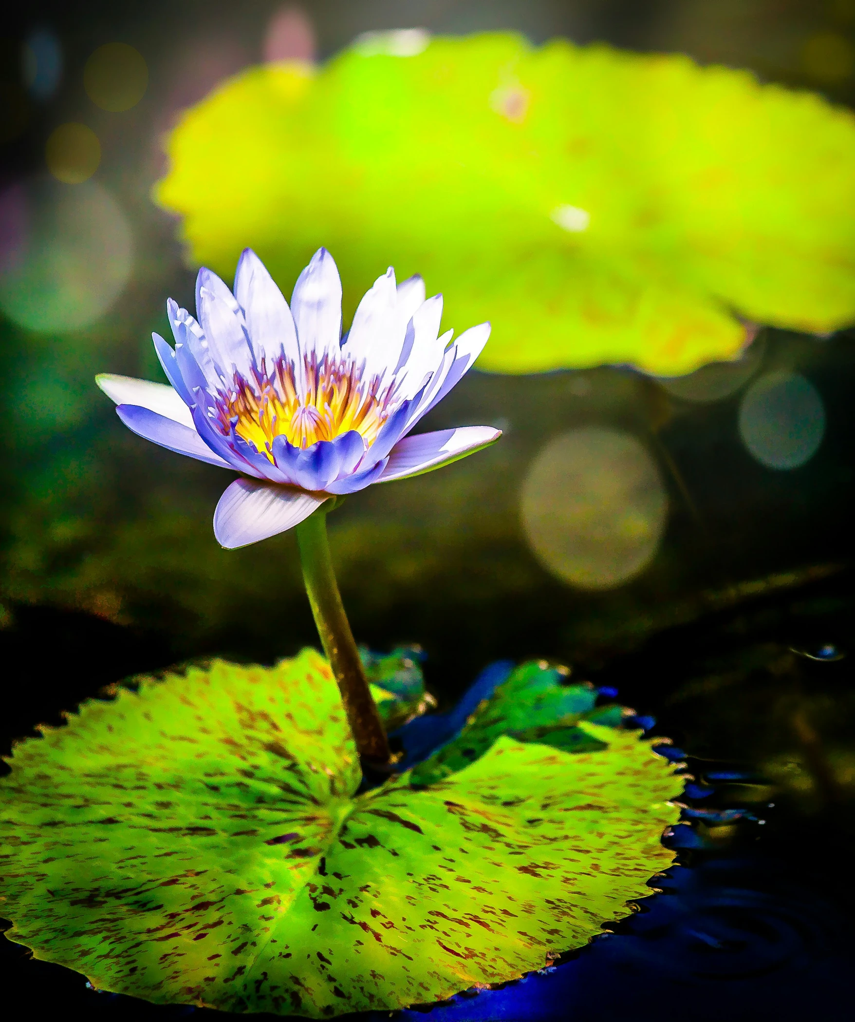 the flower in the water is almost ready to bloom