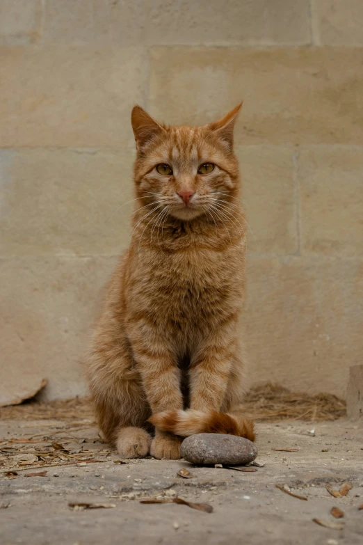 the cat is sitting down on the dirty ground