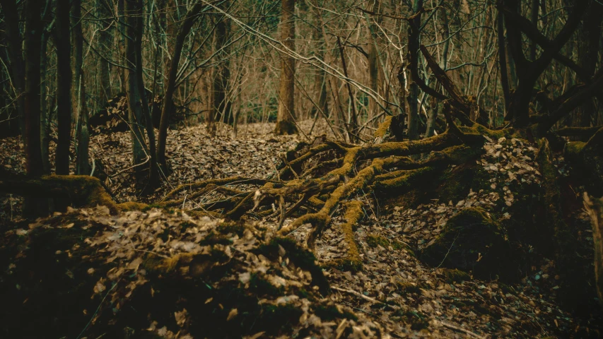 an image of many trees in the woods