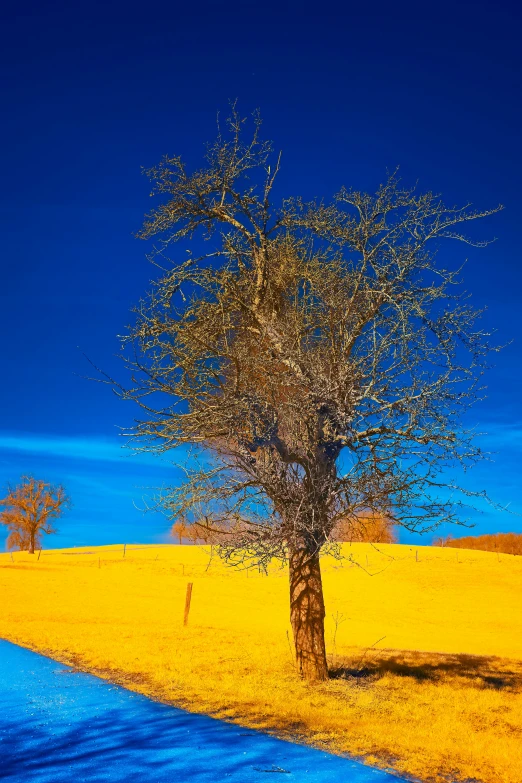 a road passing by a tree in the middle of a field