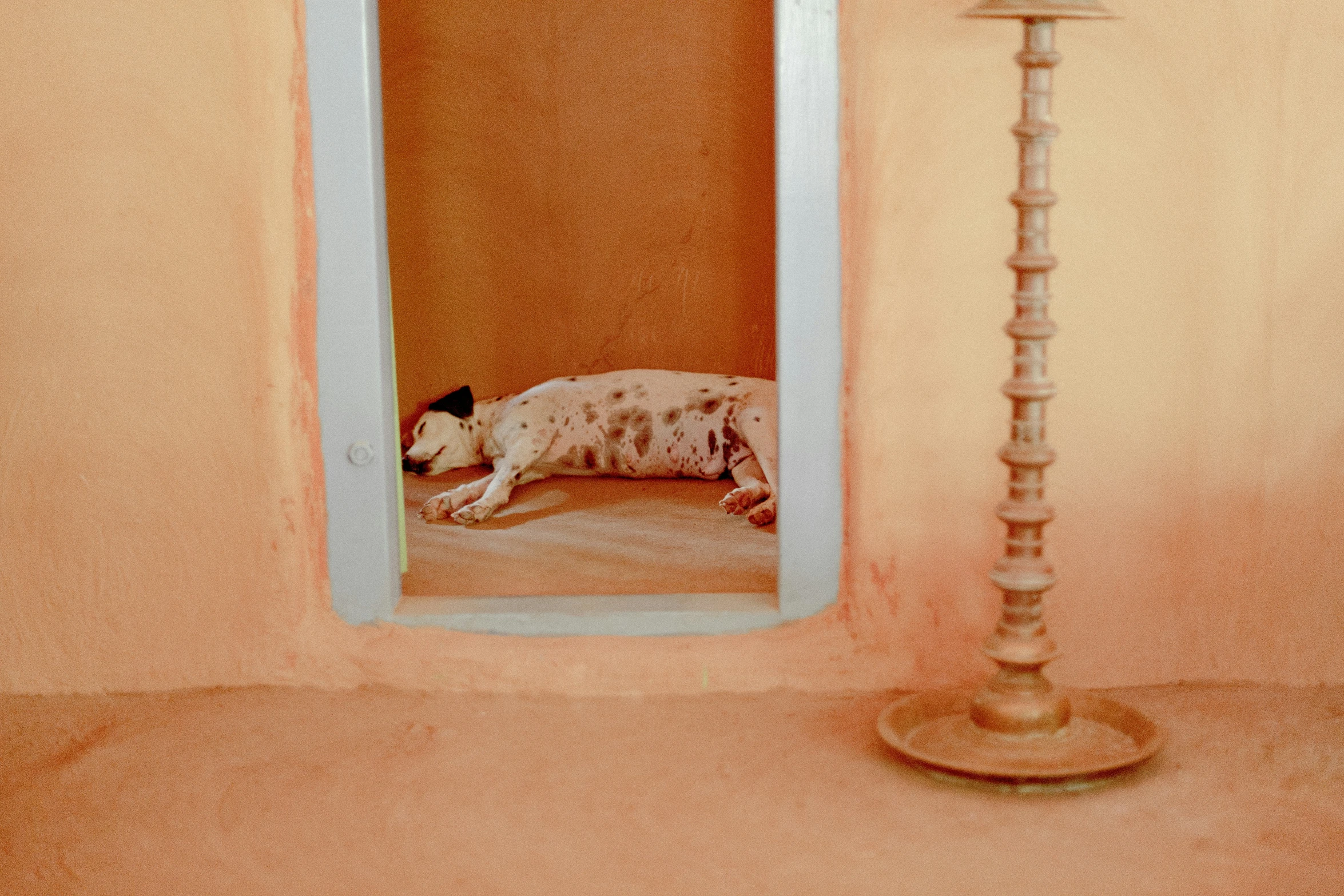a dog curled up sleeping under a mirror