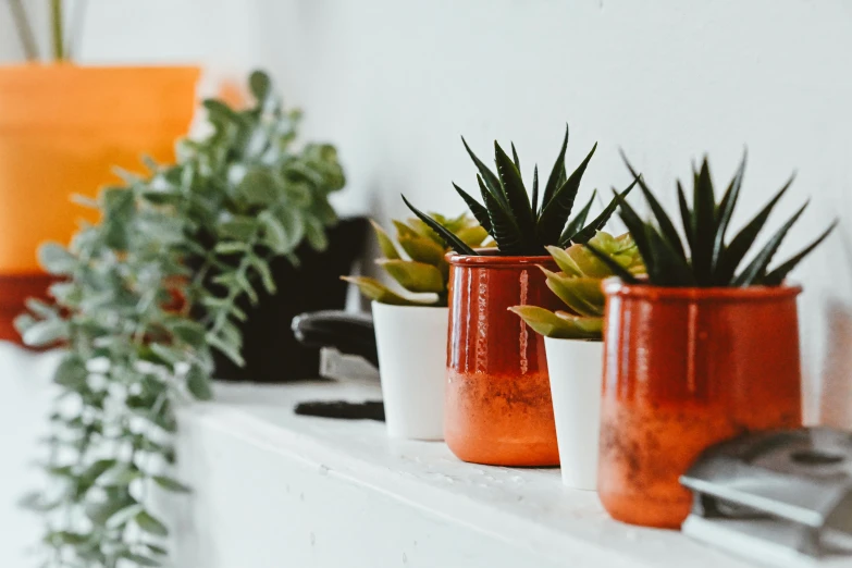 plants line the shelf on this shelf