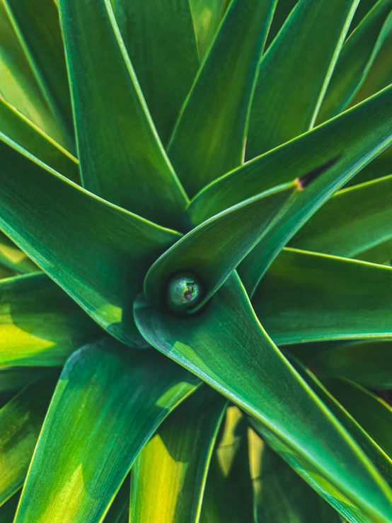 a close - up view of the leaves of a plant