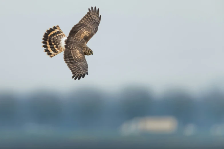 an image of a bird that is in the air