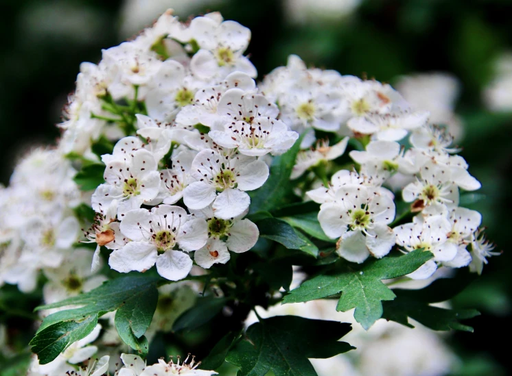 flowers with lots of green leaves in the background