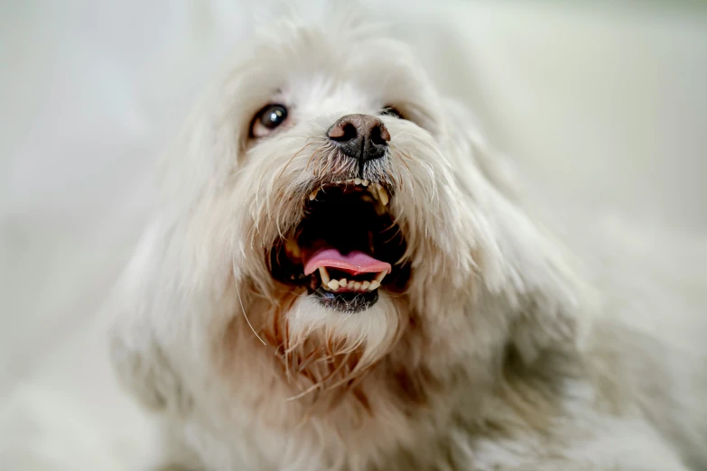 a white dog with his mouth open is looking in the air