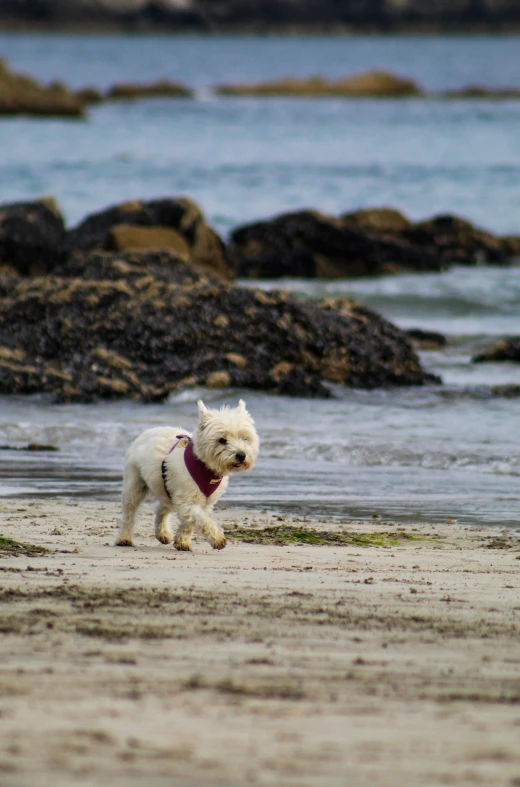 a little white dog running on the beach