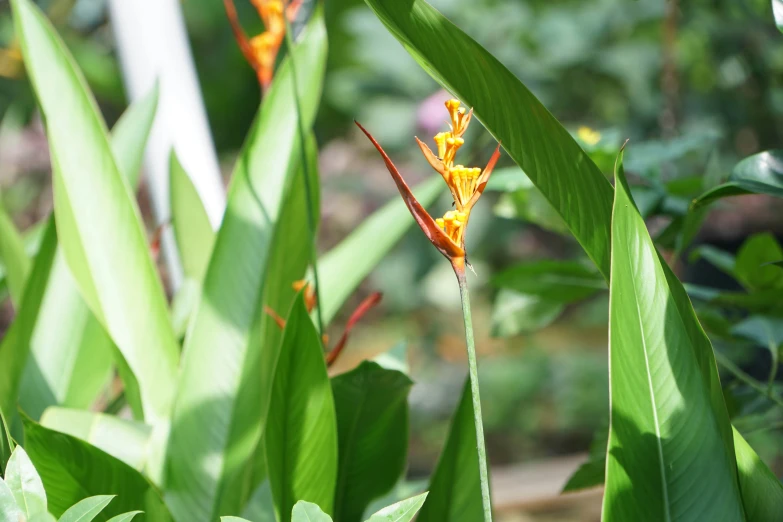 an image of some flowers that are in the bushes