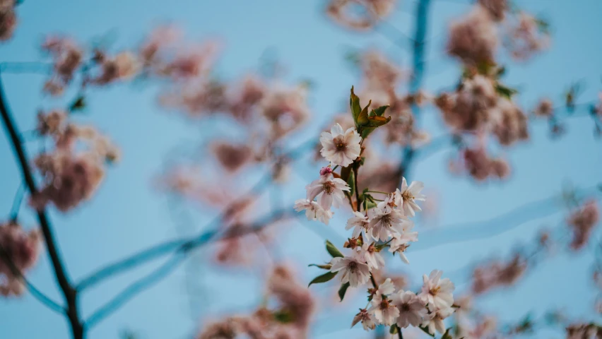 the pink flowered nches are blooming with blue sky in the background