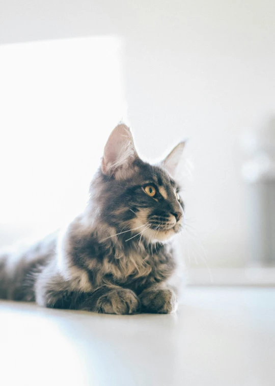 a close up of a cat laying on a table