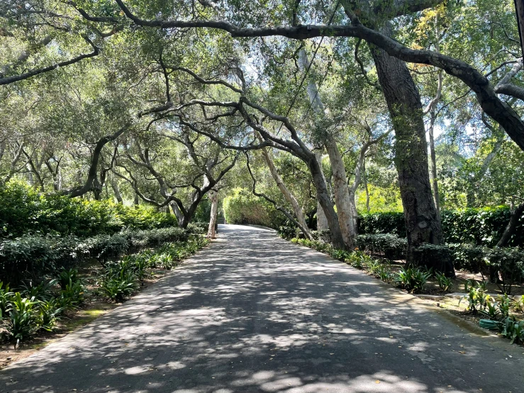 the path leading down to the trees that are very tall