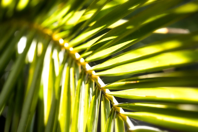 closeup of palm leaves on a sunny day