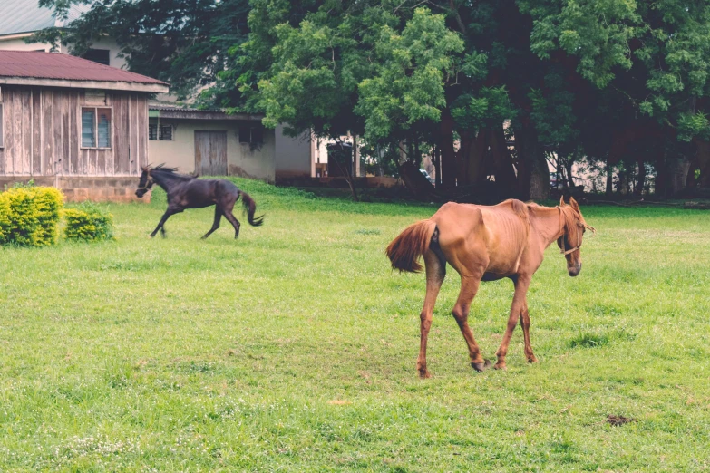 two horses walking in a field near some trees