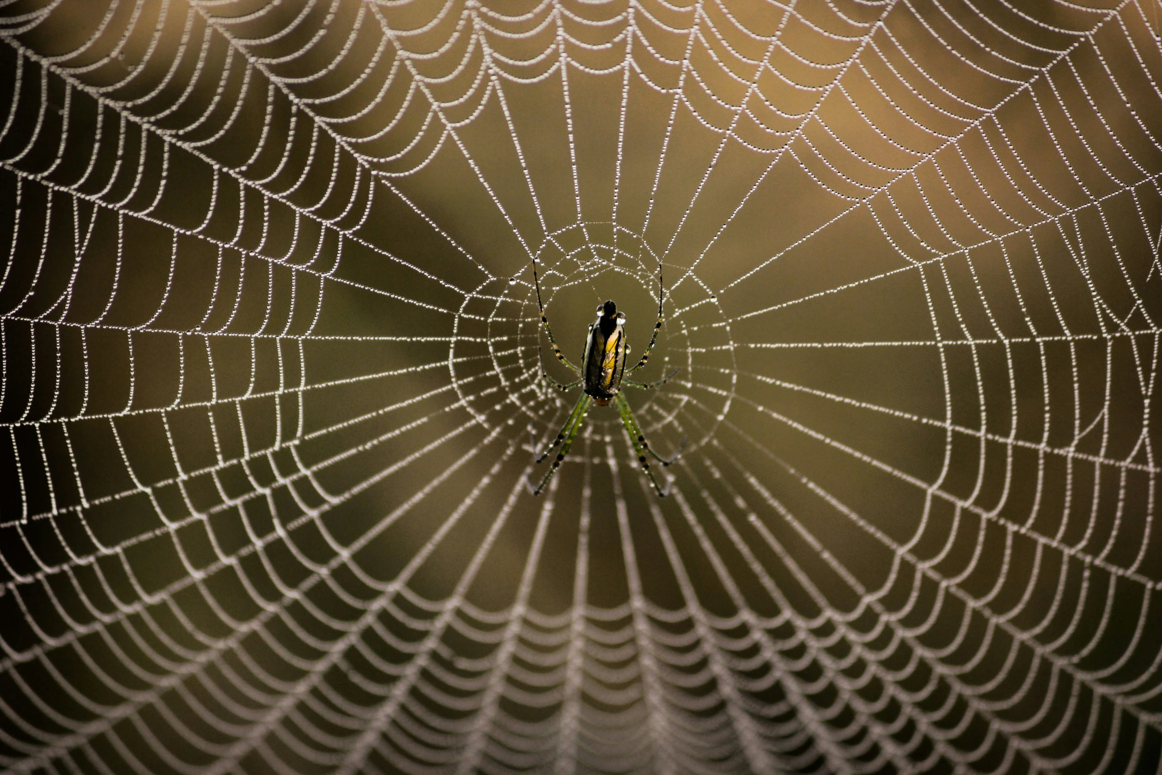 the spider is sitting on a web in the center of the web