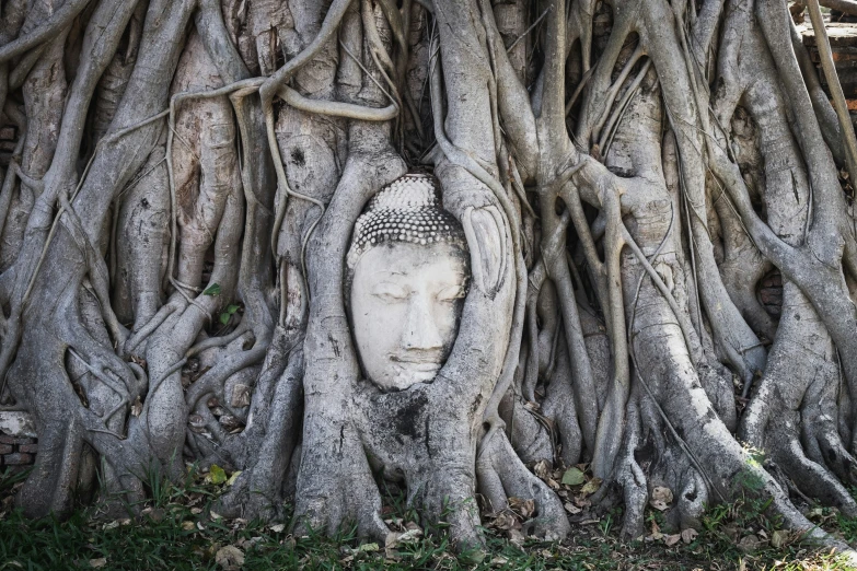 an interesting and interesting looking buddha head growing on the tree