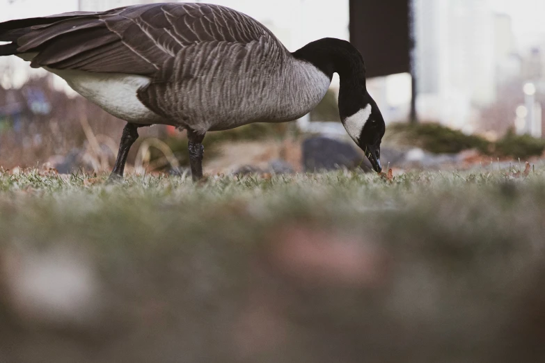 a goose is standing on some grass with its head down