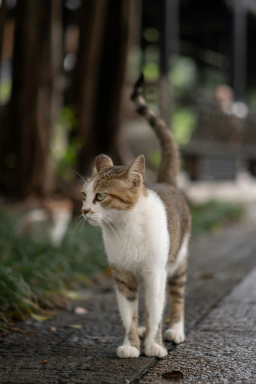 a cat that is walking down the sidewalk