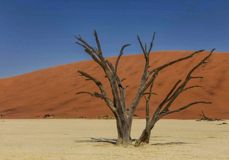 an area with red dirt and large sand dunes, with small trees in the foreground, and a lone mountain in the background