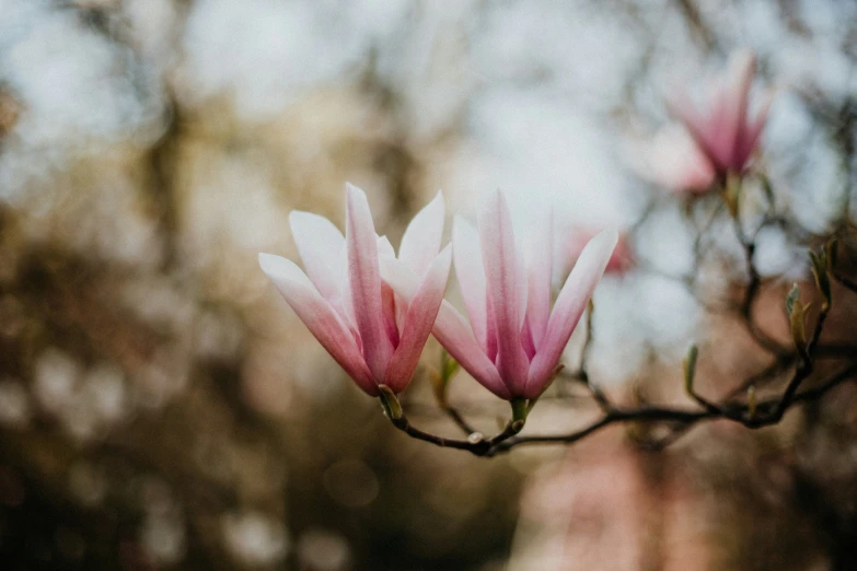 two flowers blooming on a tree nch