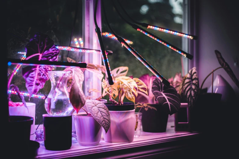 plants are lit up inside of a window sill