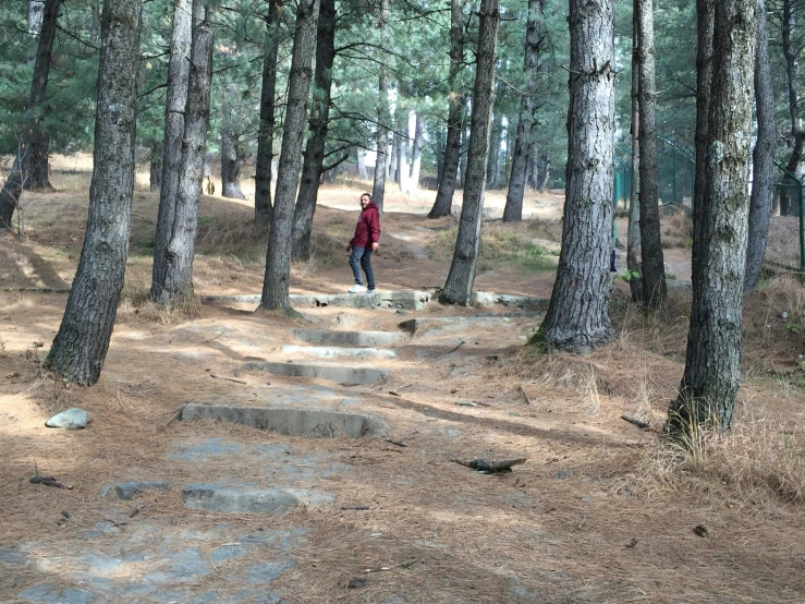 a person walking in a forested area with trees