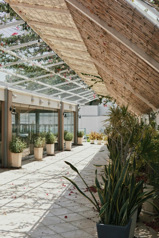 a view of some sort of atrium with plants