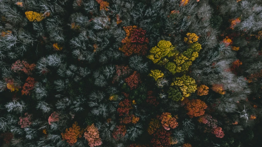 aerial view of trees with yellow and red foliage