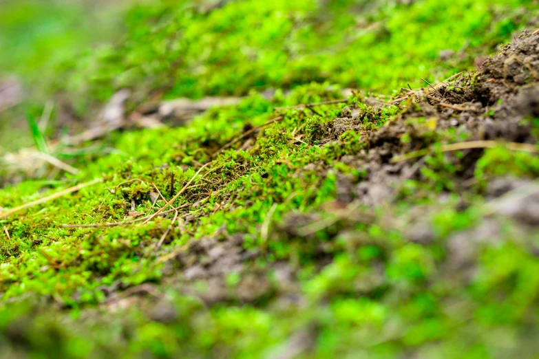 a mossy patch sitting in the middle of a field