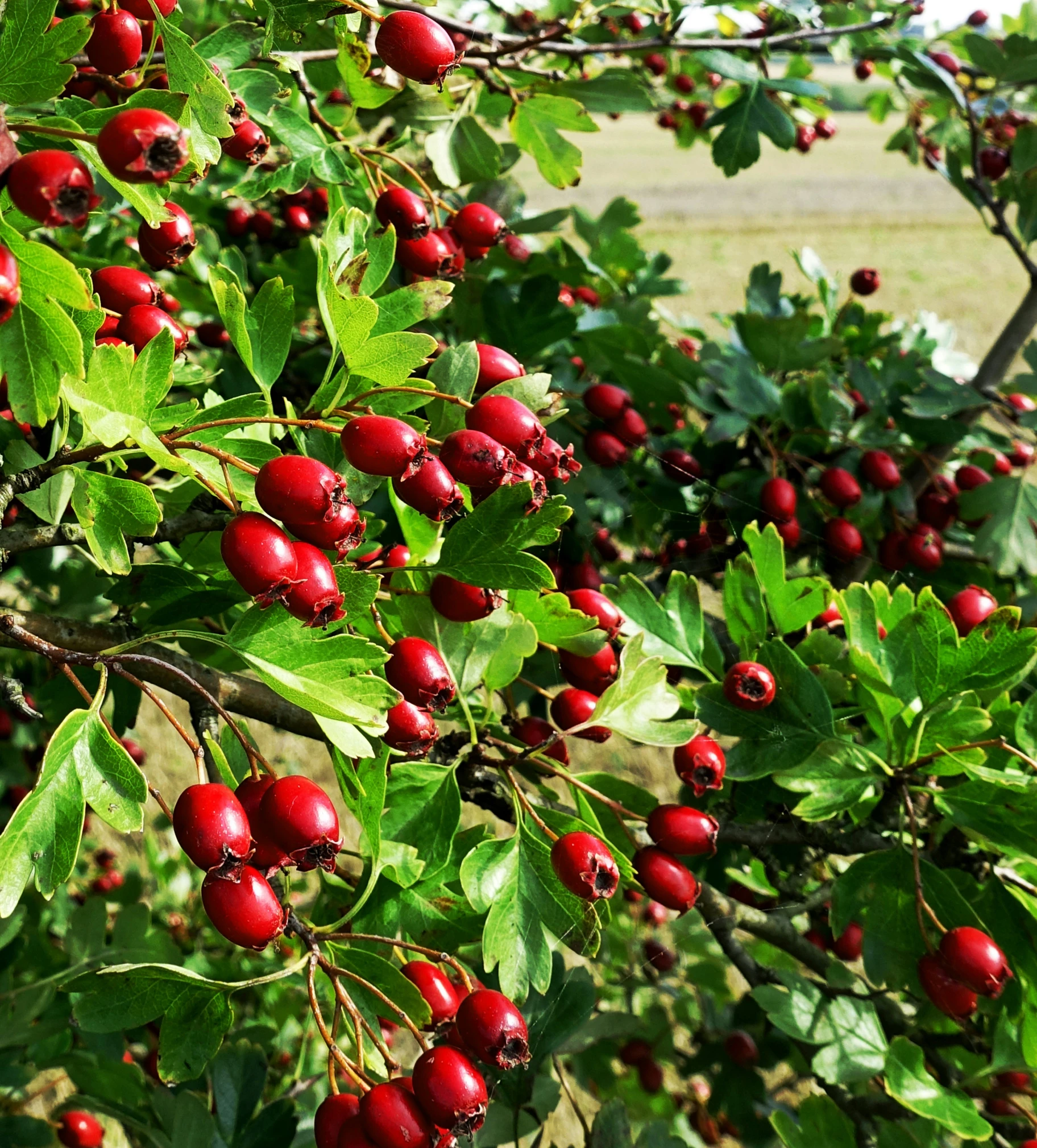 a large group of berry bush with bright red berries