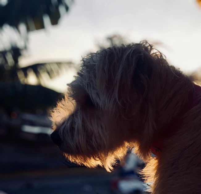 a dog looks out at soing outside during sunset