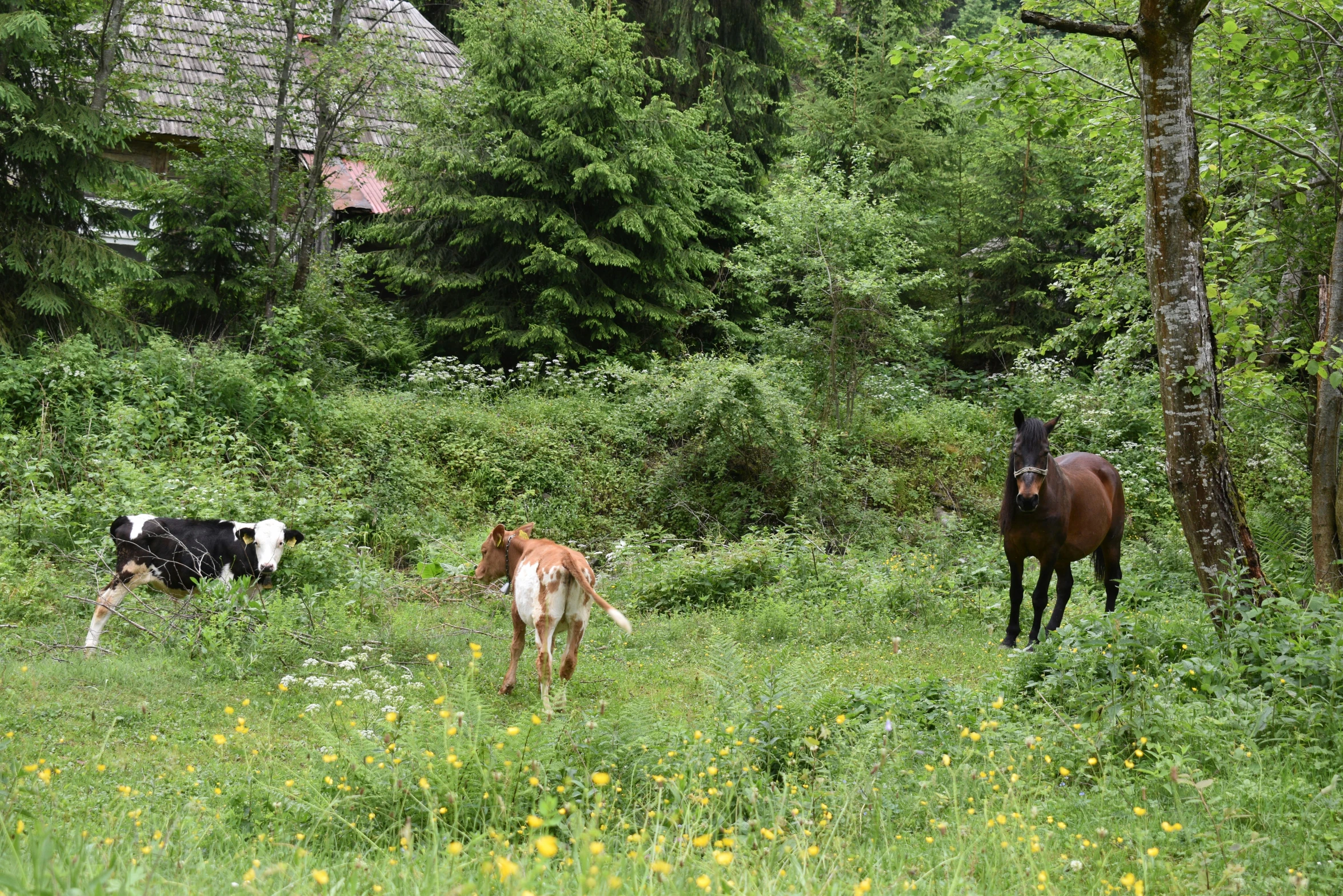 a couple of cows and horses standing in a field