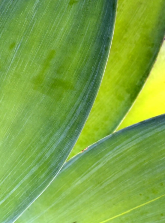 the leaves and stems of a plant are slightly blurred