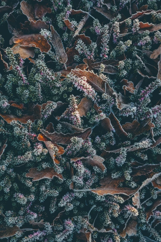 a close up of plants and other animals