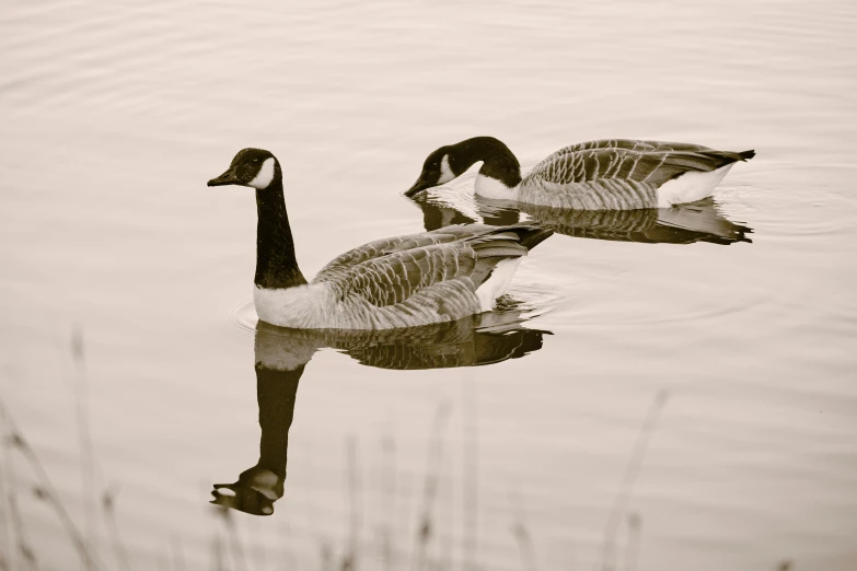 two birds that are standing in the water