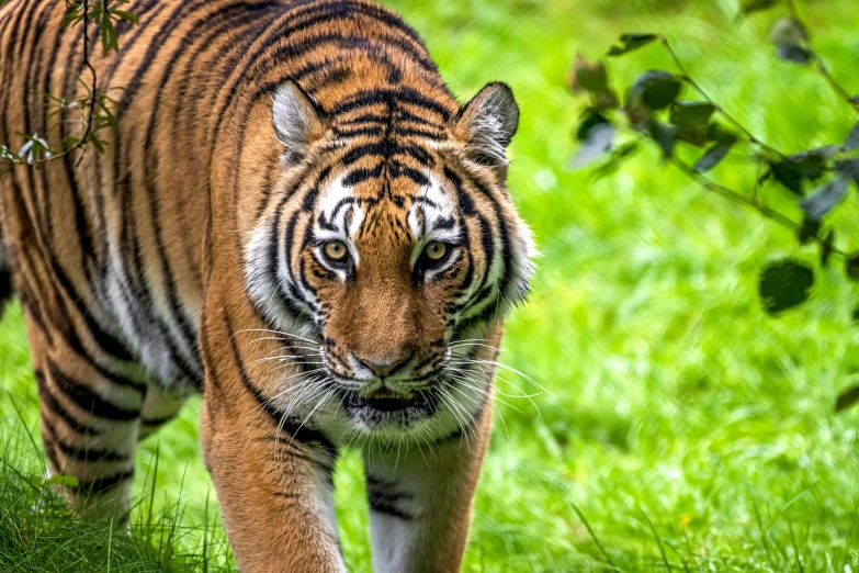 a close up of a tiger walking through grass