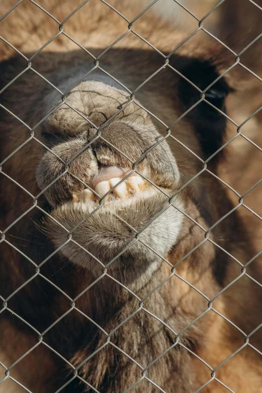 a brown animal in the background behind a fence