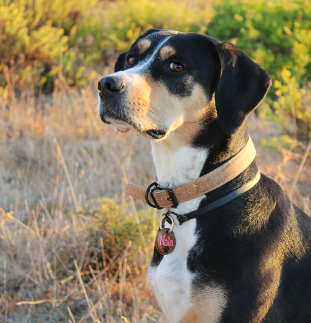 a dog wearing a collar is standing in the grass