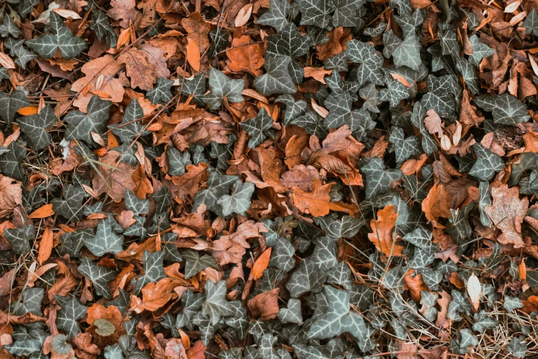 autumn leaves and ground cover a forest with red, green and tan