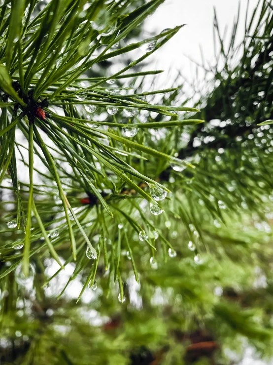 a pine tree has rain drops on it