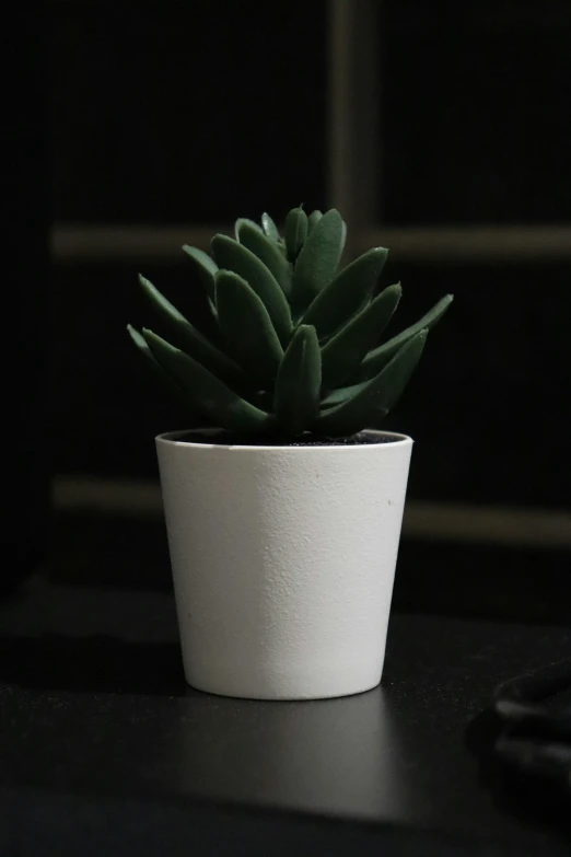 small plant sitting in a white cup on top of a table