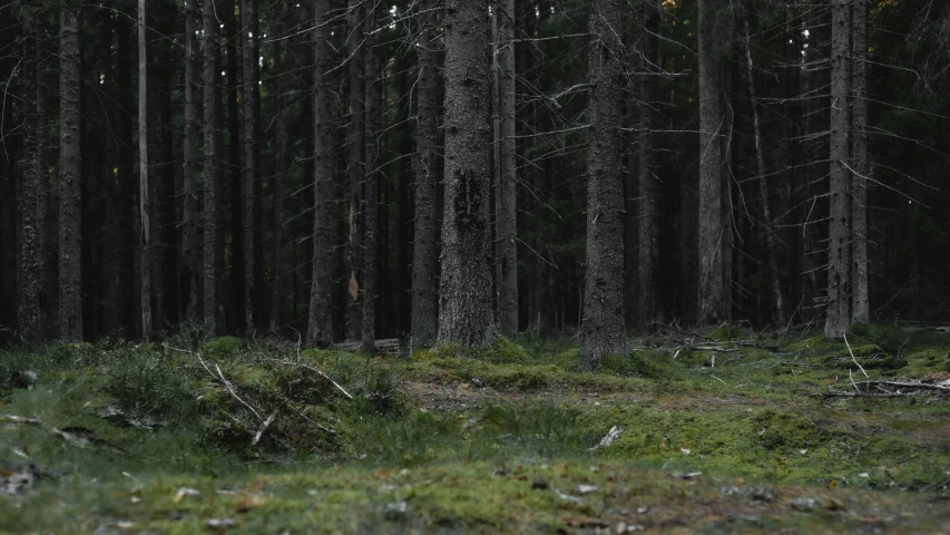 the green ground has fallen down, and some trees are already