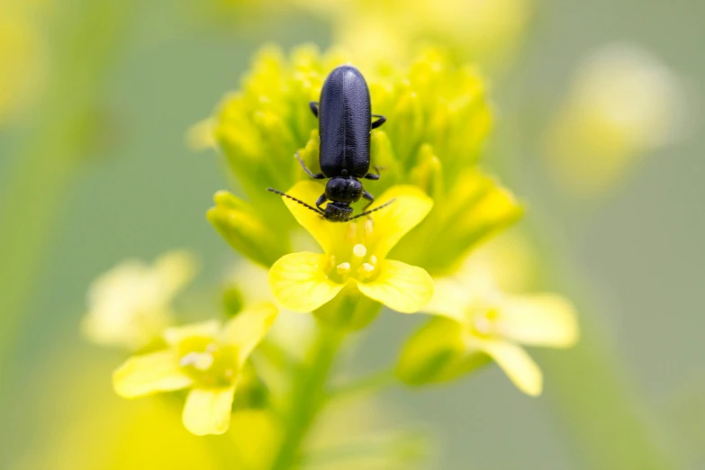 an animal standing on a flower near green leaves