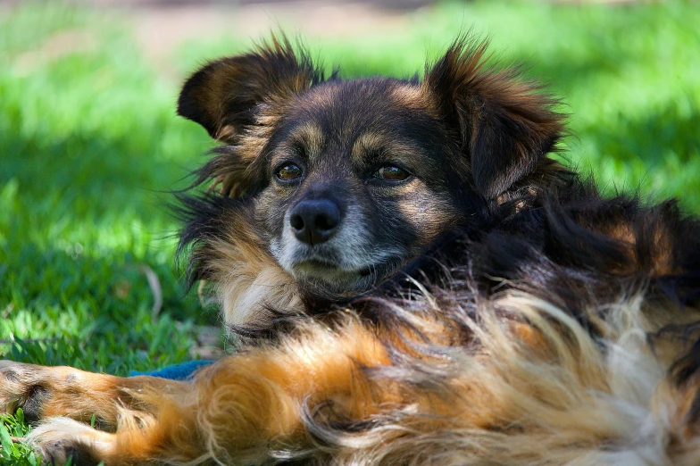 dog lying on grass enjoying the sunshine