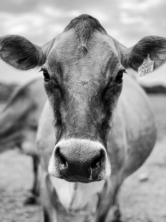 the cow is staring at the camera in the pasture