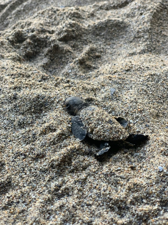 a small turtle is laying on the sand