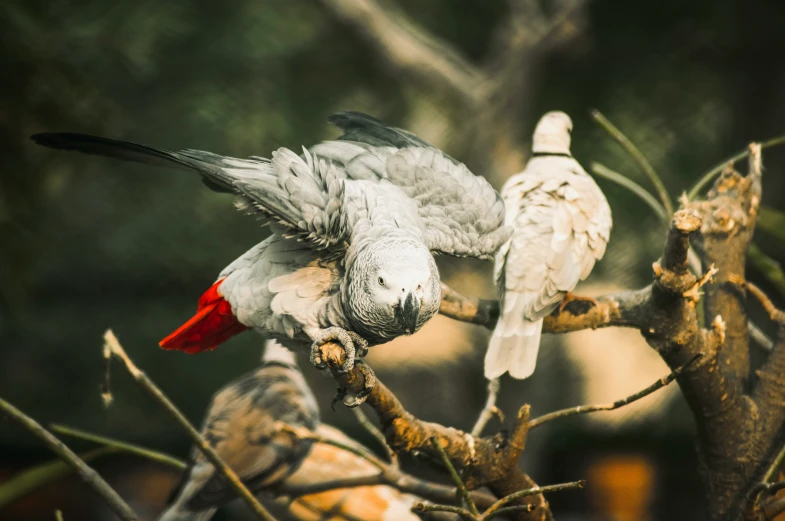 two birds are sitting on the nch of a tree