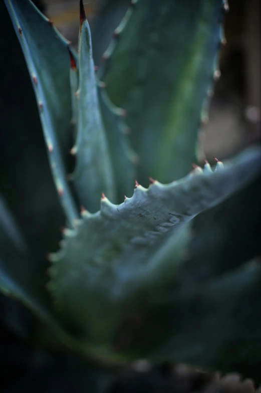 a green succulent with spiky leaves sitting on the ground