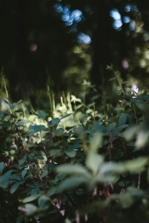 a bear that is walking through some plants